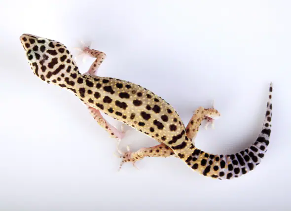 La maladie de la queue en bâton chez les geckos léopards