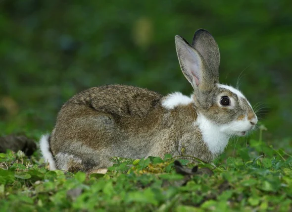 La perte de poils chez les lapins