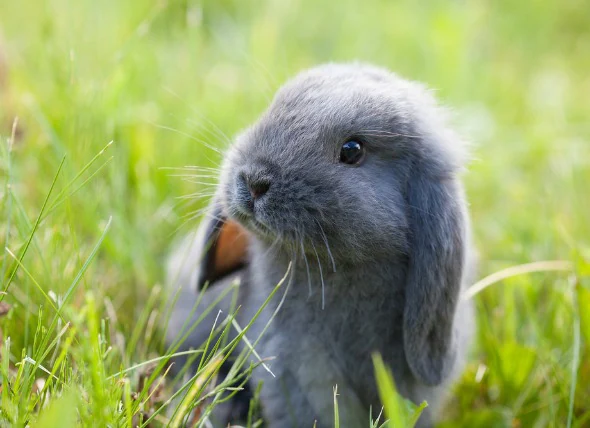 La rage chez les lapins