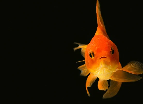 L’anémie chez les poissons