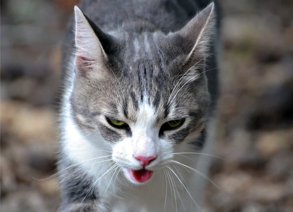 Le coup de chaleur chez le chat