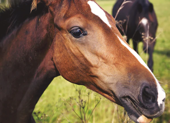 Le coup de chaleur chez le cheval