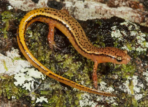 Le syndrome de la jambe rouge chez les amphibiens