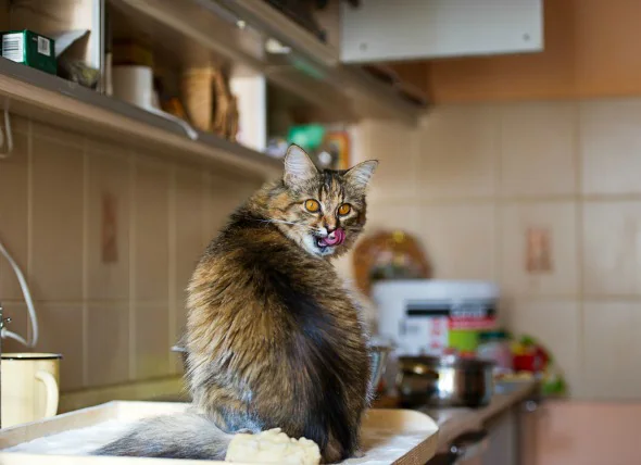 Les aliments pour humains qui sont dangereux pour les chats