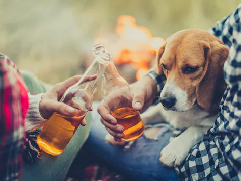 Les chats et les chiens peuvent-ils boire de la bière ou de l’alcool ?