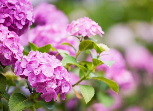 Les hortensias sont-ils toxiques pour les chats et les chiens ?