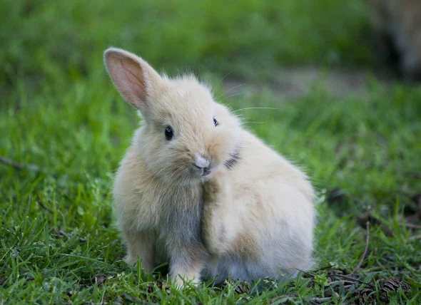 Les puces qui infectent l’organisme des lapins