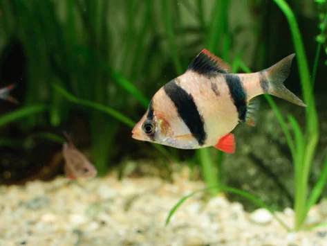 Les vers dans les aquariums – sont-ils dangereux pour les poissons ?