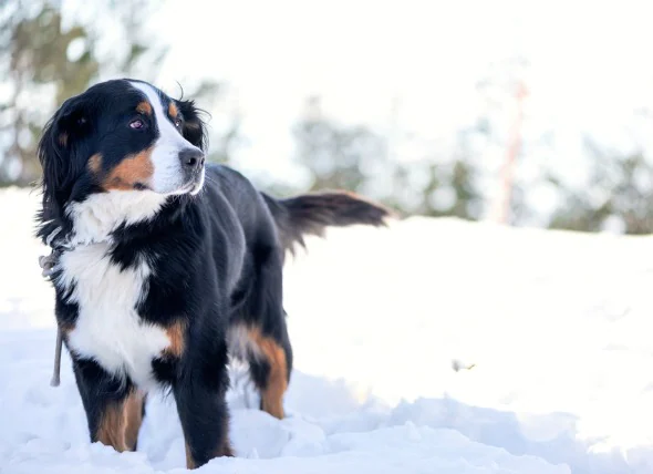 L’hypothermie chez le chien