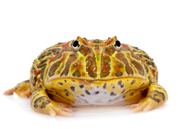 L’obésité chez les amphibiens