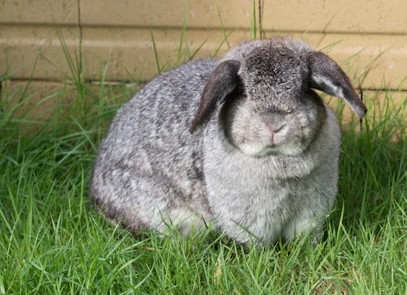 L’obésité chez les lapins