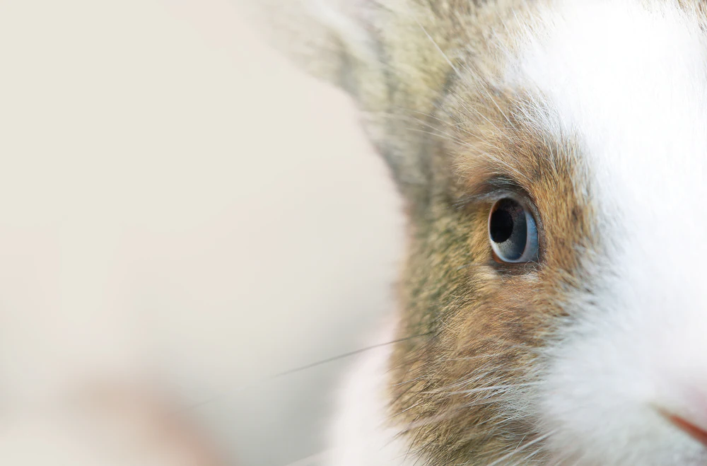 L’œil rouge chez le lapin