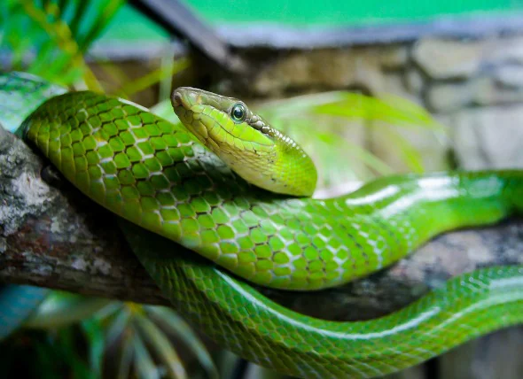 Maladies fongiques chez les reptiles et les serpents