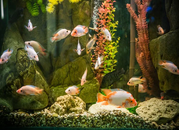 Niveaux de pH et d’ammoniac dans les aquariums établis