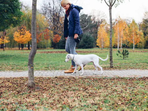 Overdoses d’opioïdes chez les animaux de compagnie : quels sont les risques ?