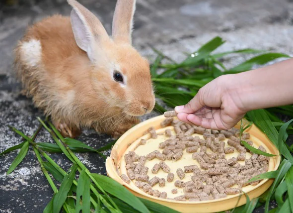 Perte d’appétit chez les lapins