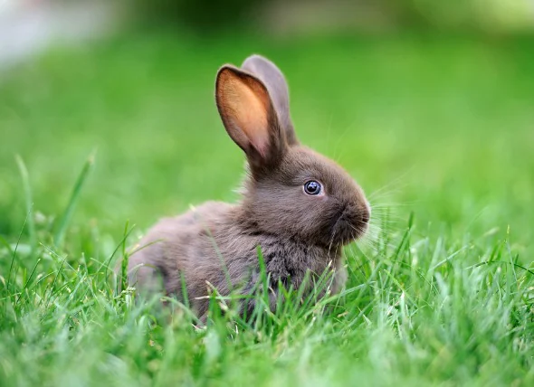 Perte de poids et de muscle chez les lapins