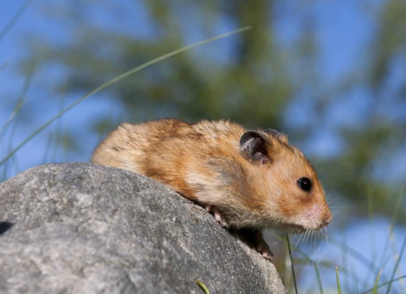 Perte de poils chez les hamsters