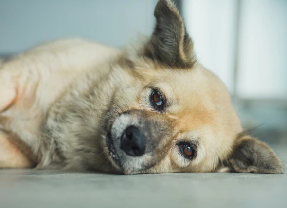 Perte d’équilibre chez le chien