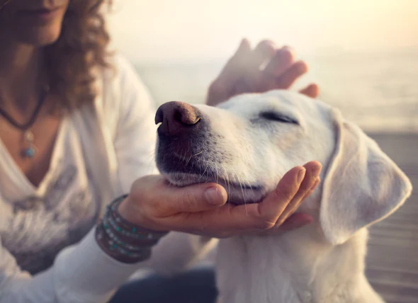 Respiration artificielle pour les chiens