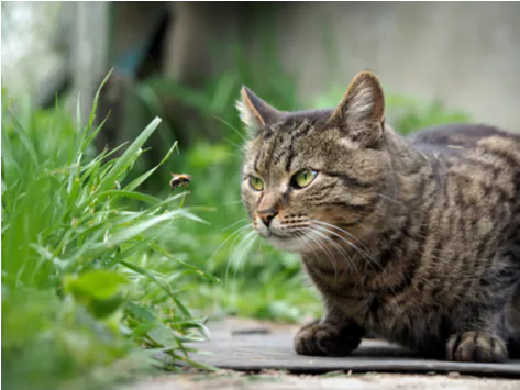 Traitement des piqûres d’insectes venimeux chez les chats