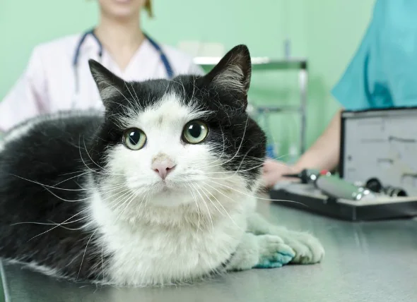 Traitement des plaies chez les chats (vue d’ensemble)