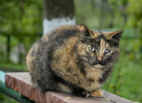 Troisième paupière du chat et autres blessures de l’œil du chat